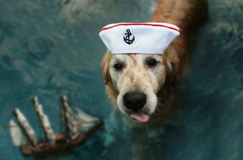金毛犬