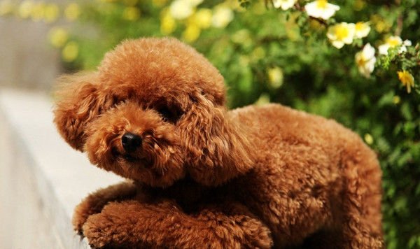 泰迪犬 (29).jpg