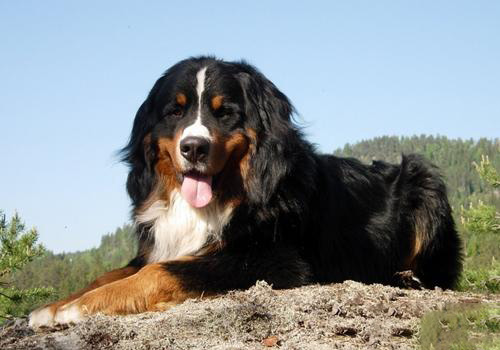 伯恩山犬