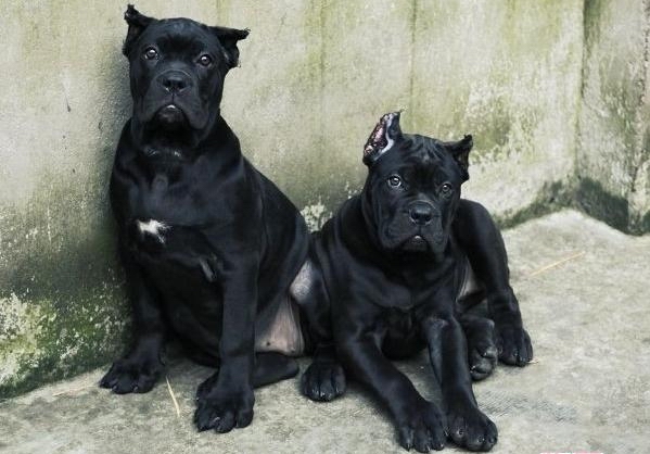 訓練卡斯羅犬走過來