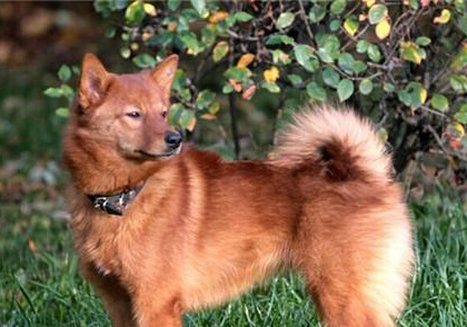 芬蘭獵犬