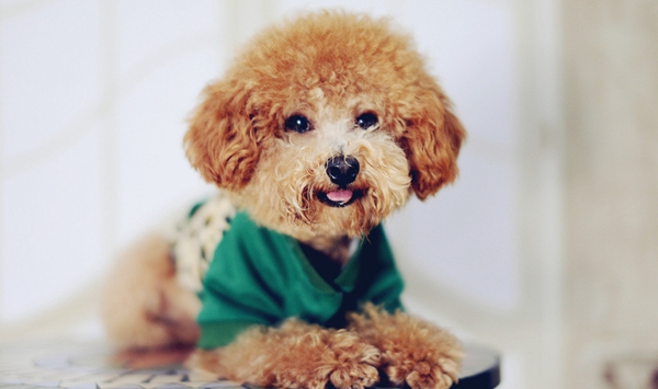 訓練泰迪犬定點大小便