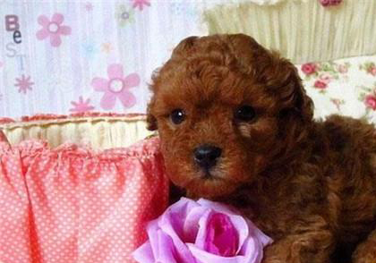 貴賓犬