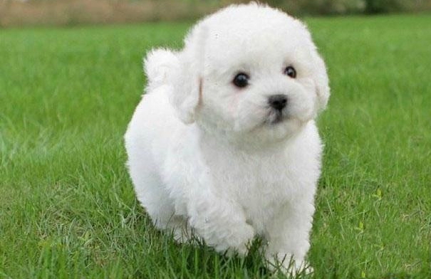 比熊犬的拒食訓練