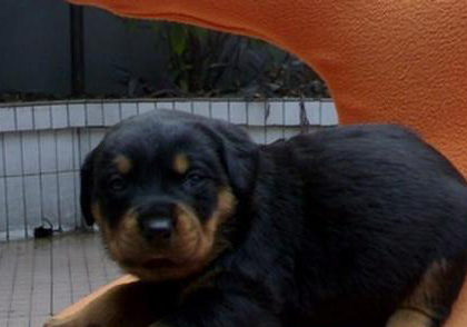 羅威納犬