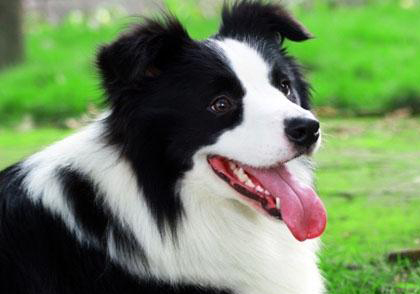 邊境牧羊犬