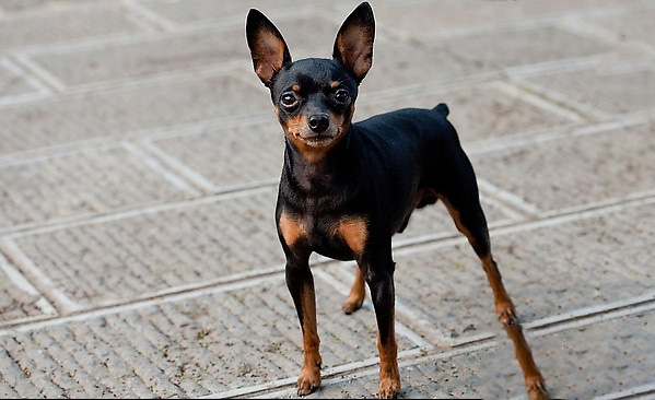 訓練小鹿犬迅速躺下