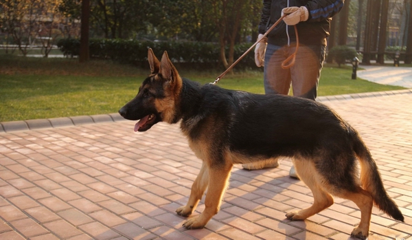 訓練德國牧羊犬不亂叫的方法
