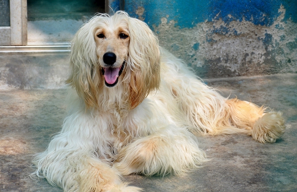 夏日給阿富汗犬洗澡注意什麼