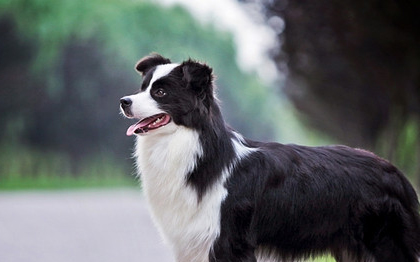 快速訓練邊境牧羊犬裝死