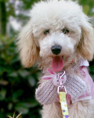 貴賓犬