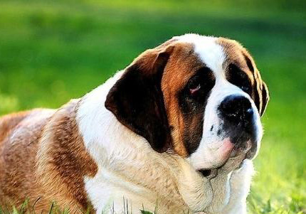聖伯納犬