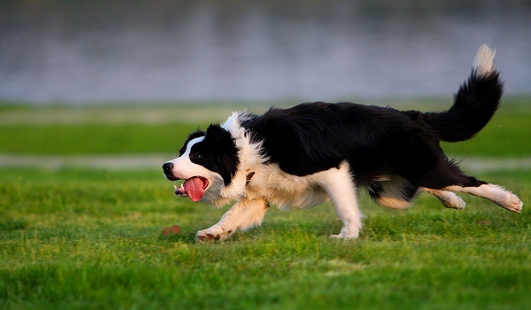 邊境牧羊犬隨行訓練