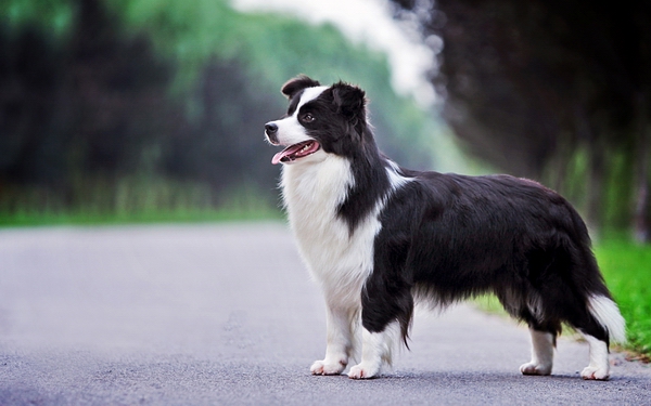 訓練邊境牧羊犬不亂叫