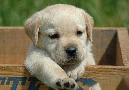 拉布拉多獵犬