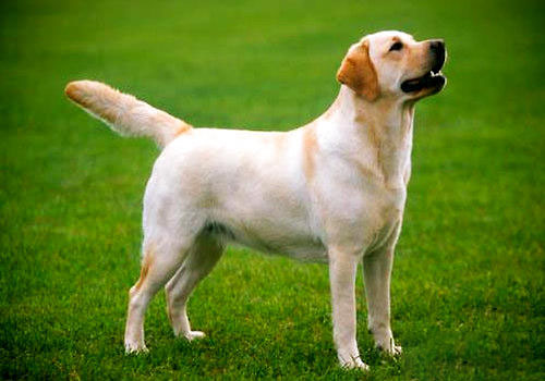 拉布拉多犬