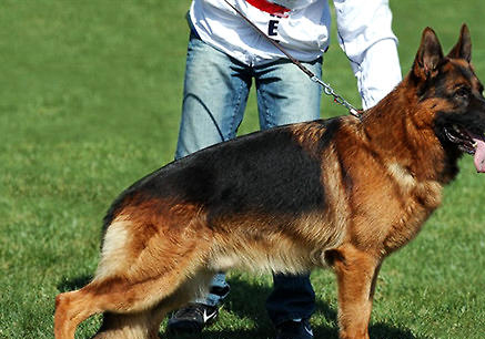 德國牧羊犬