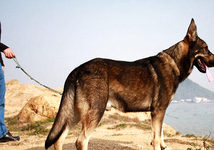 昆明犬
