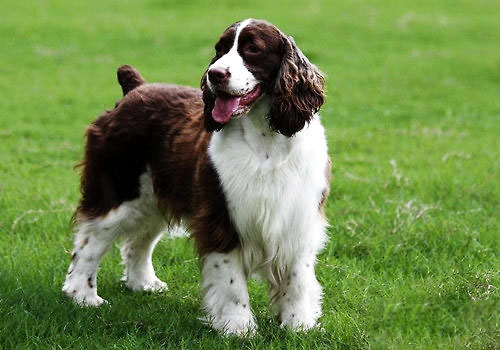 史賓格犬