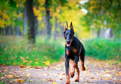 杜賓犬