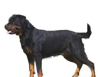 羅威納犬好玩嗎