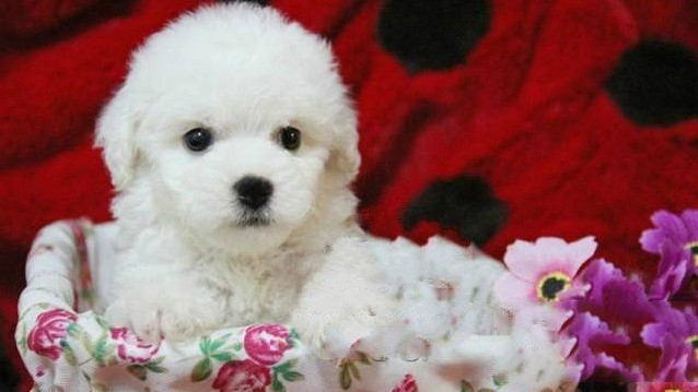 比熊犬的簡單訓練