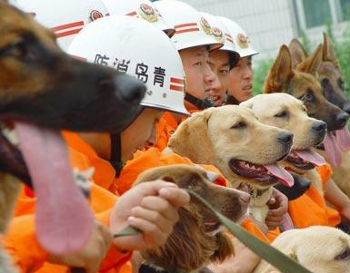 搜救犬