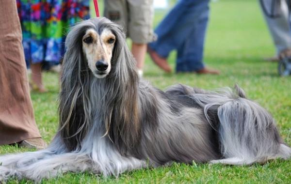 帶阿富汗犬出游爬山注意事項