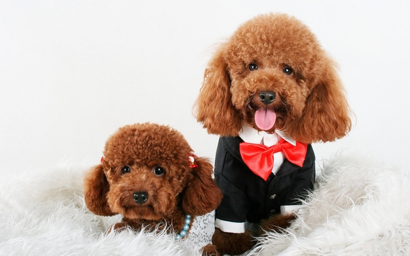 泰迪犬訓練站立