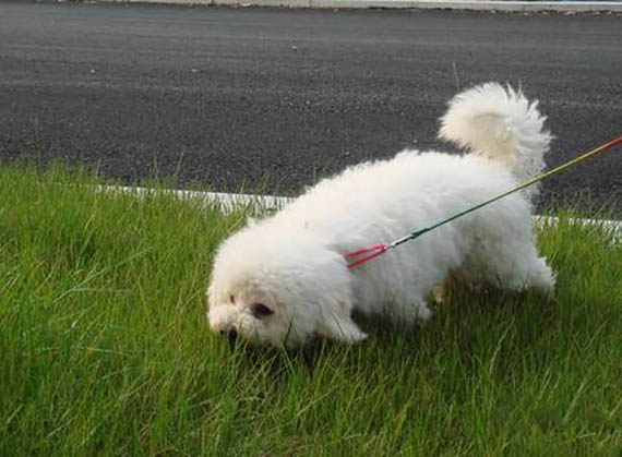 比熊犬 不亂吃東西訓練