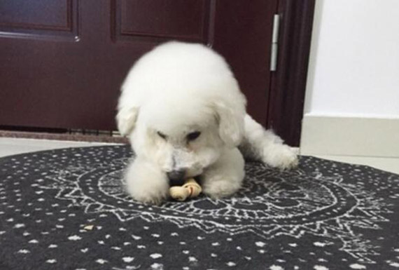 比熊犬 亂吃東西 訓練方法