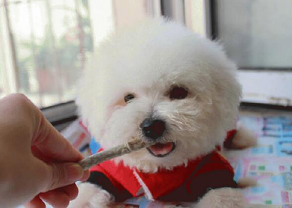 比熊犬 亂吃東西 壞習慣 訓練技巧
