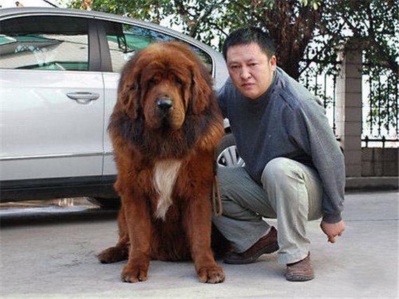 藏獒訓練