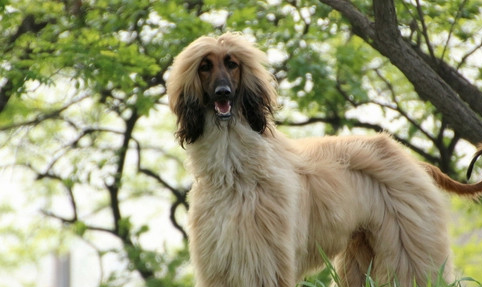 阿富汗犬角膜發炎如何處理