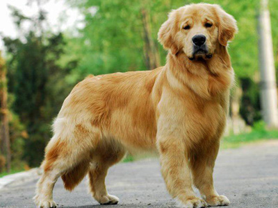 金毛犬.jpg