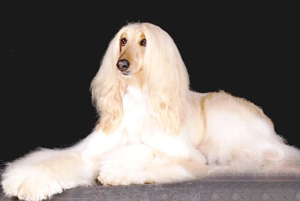 如何替阿富汗犬剪趾甲