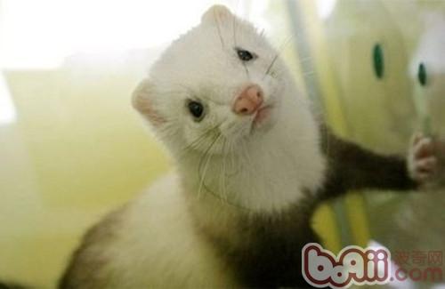 寵物貂