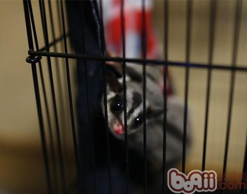 澳洲蜜袋鼯