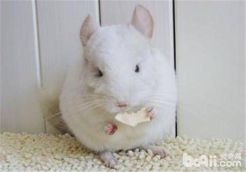 粉白龍貓