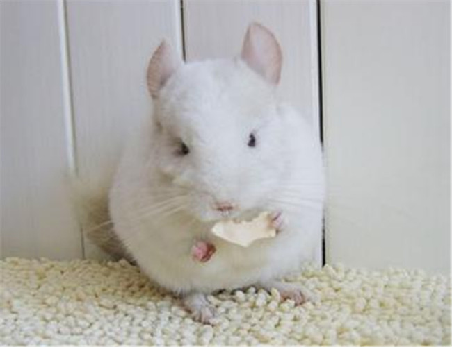 粉白龍貓