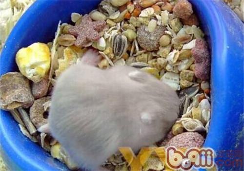 紫衣倉鼠