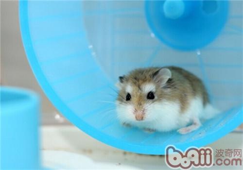 老公公倉鼠