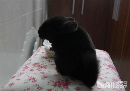 純黑龍貓