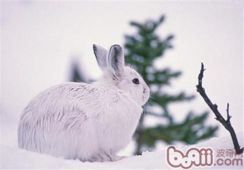 雪兔