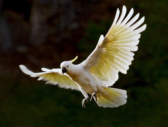 小葵花鳳頭鹦鹉