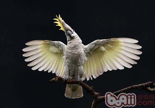 小葵花鳳頭鹦鹉