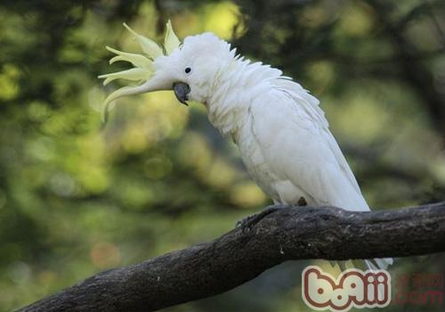 小葵花鳳頭鹦鹉