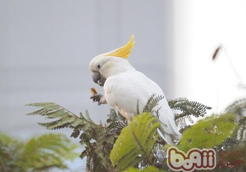 小葵花鳳頭鹦鹉