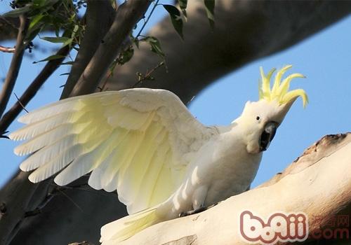 小葵花鳳頭鹦鹉