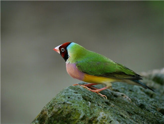 七彩文鳥